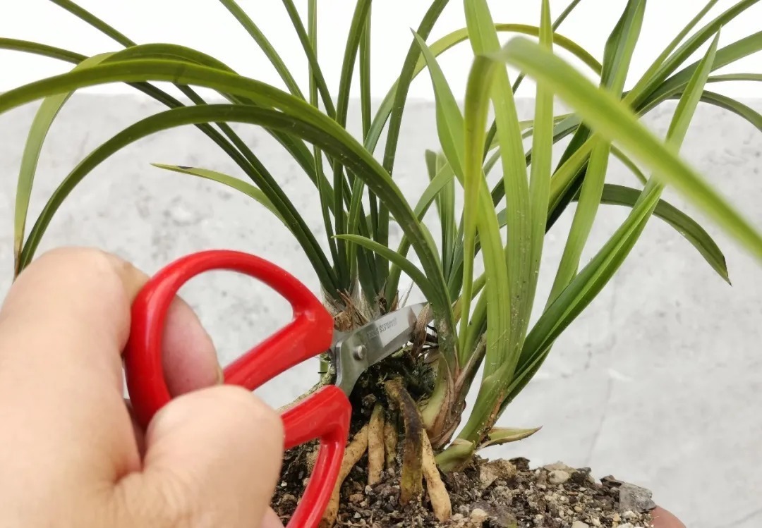 兰花海底芽|兰花海底芽,不是非剪不可的,两个技巧养成壮苗
