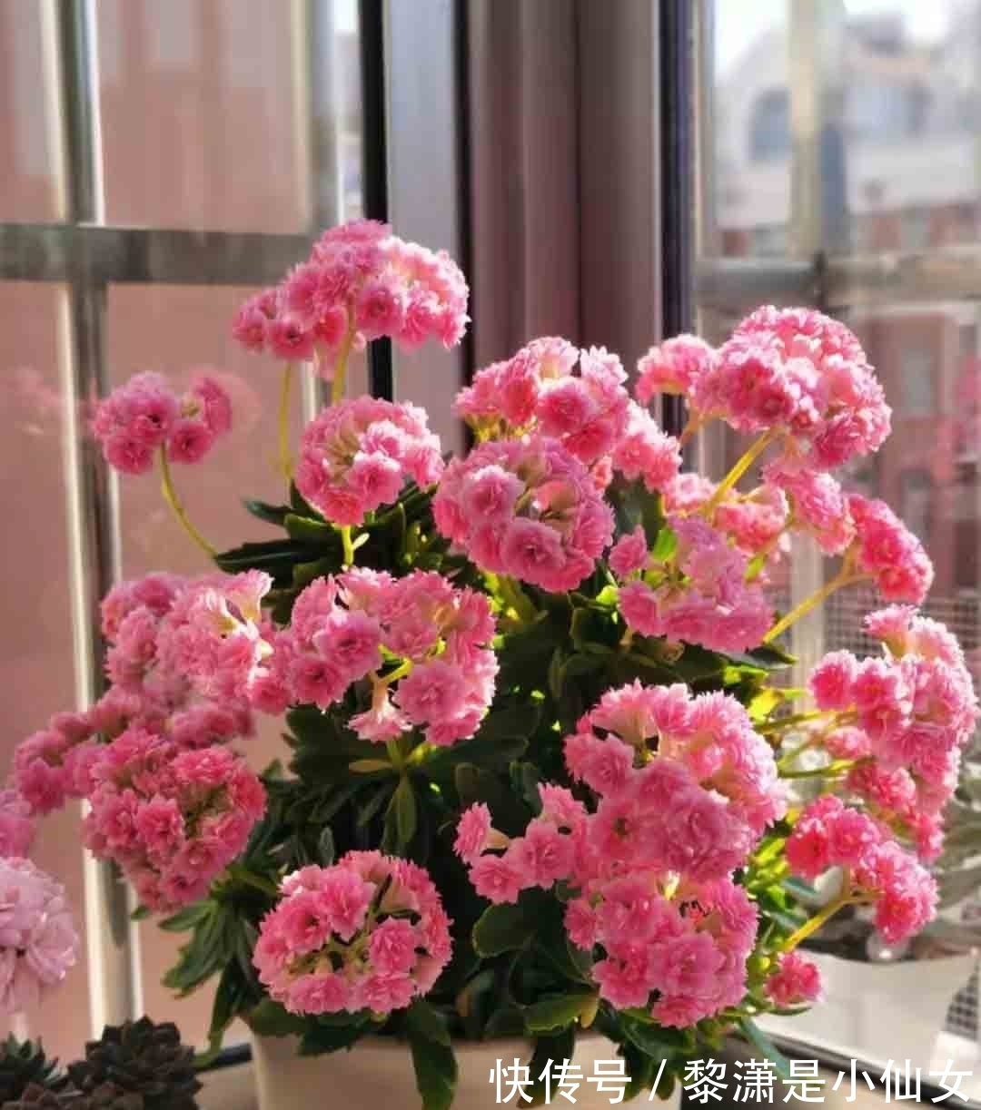 冬季养长寿花,要记住2点,叶肥厚油绿、花苞多花色美好华丽