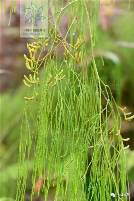 欧阳|类风湿关节炎与舒筋草的故事