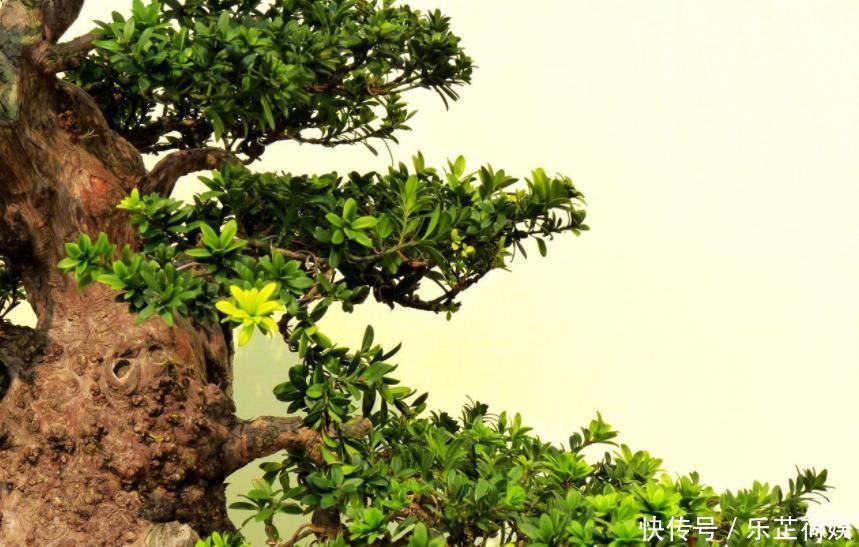 想要把小苗罗汉松,快速打造成“老桩盆景”,要做好这“几点”