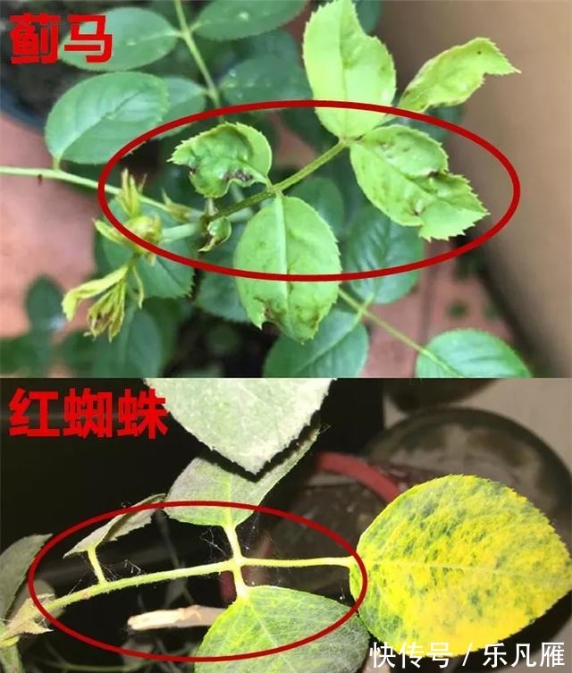 养花技巧快死的花,剪一刀立马活,还能再开花!