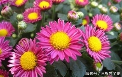 成就|命运最好的孩子,是生在农历这三月,日后定能有所成就,光耀门楣