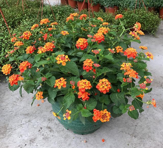 比仙人掌还好养的花卉,一花五色,能耐高温,花期长达300天