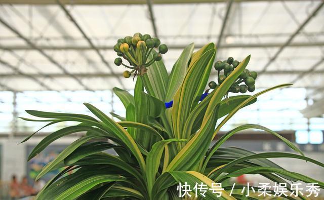 授粉|“掐准”时间养君子兰，花期延长20天，花箭猛窜，花枝泛滥