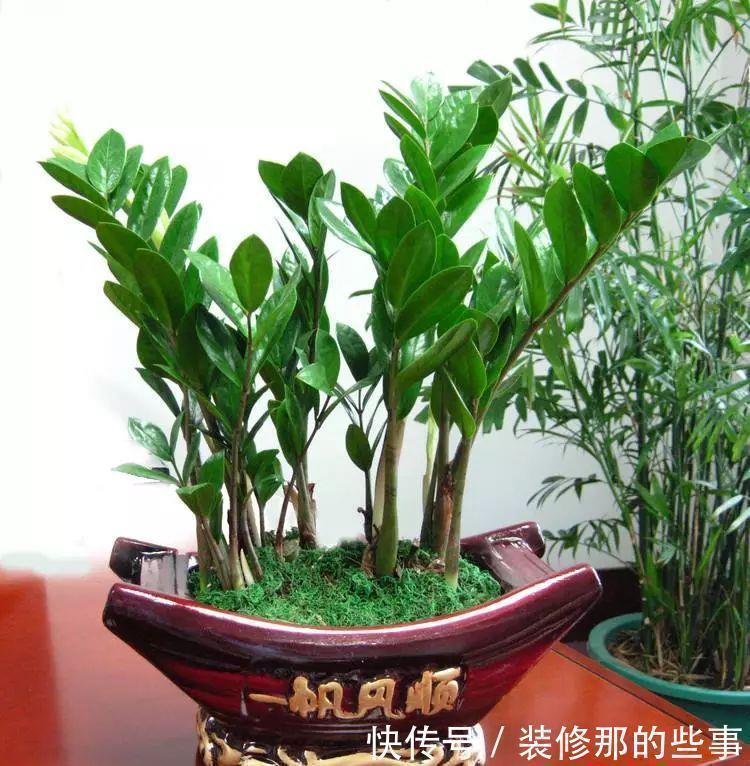 风水学|命里“多金”的5种花,寓意好又贵气,家里养一盆,带来好运气