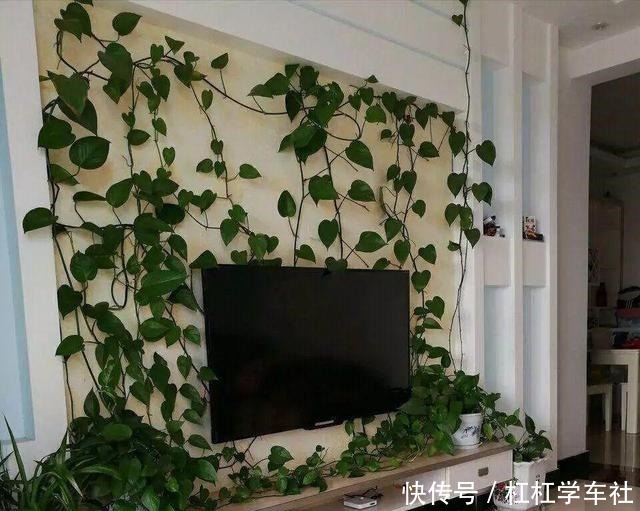 养绿萝“拉一拉”,长得满屋都是,4个方法一学就会!
