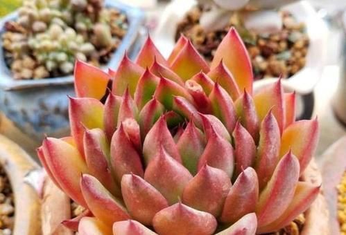 家里养多肉,给它喂3种“促长水”,根系长得壮,侧芽抽不停!