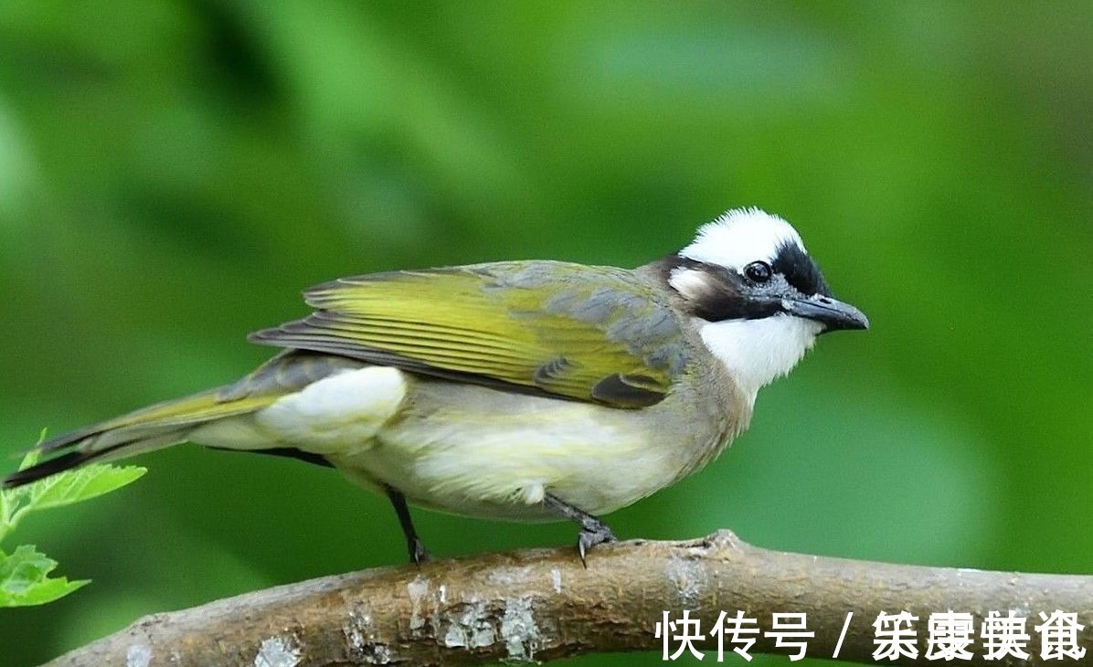 词语$文字都是肉长的:杯葛卑鄙杯中物,碑上悲剧背黑锅