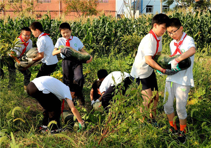 采摘|丰收啦！海宁这群小学生采摘忙……