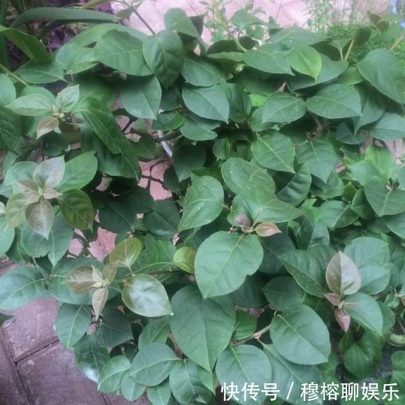 三角梅只长叶子不开花,赶紧剪一刀、虐一虐,花呼呼全开!