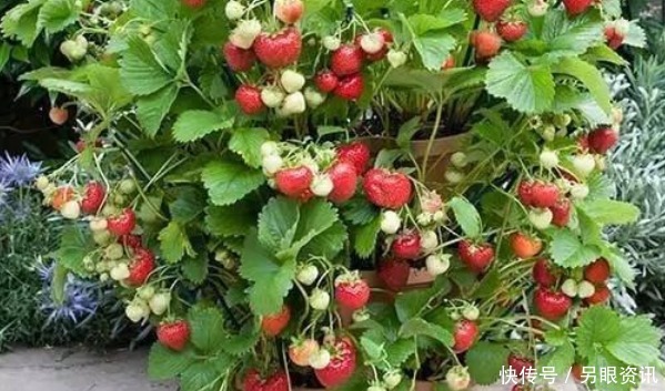 阳台|这四种果树放阳台养,一盆能挂满果,居然节约不少买水果的钱