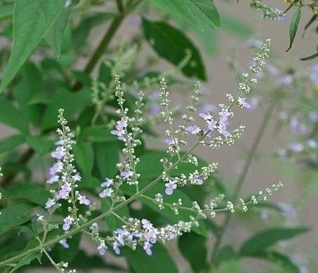 乡下一种“柴火木”,年年砍不绝,如今做成高档盆景,很受人欢迎