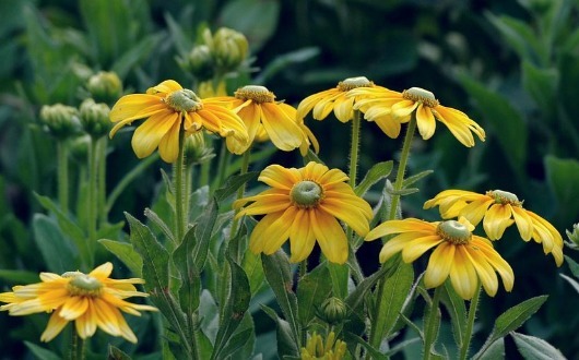 喜欢菊花不如养一盆“金光菊”,璀璨夺目,花期长适合盆栽养殖