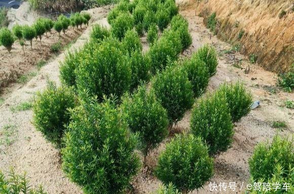 从来不黄叶,人称“长寿树”,家中养棵“它”,红红绿绿贼好看!