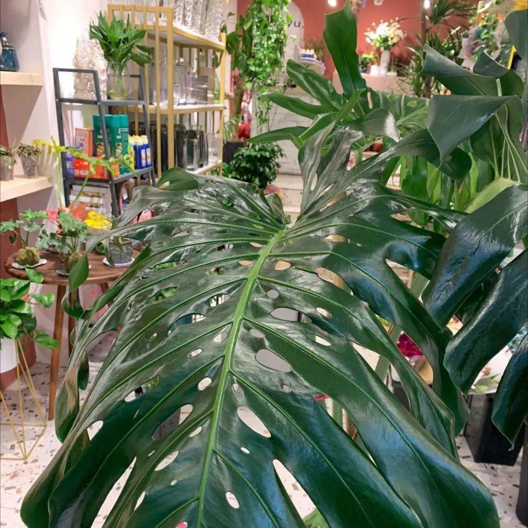 叶子|家里养棵“丑八怪”,霸气镇宅,越养越爱