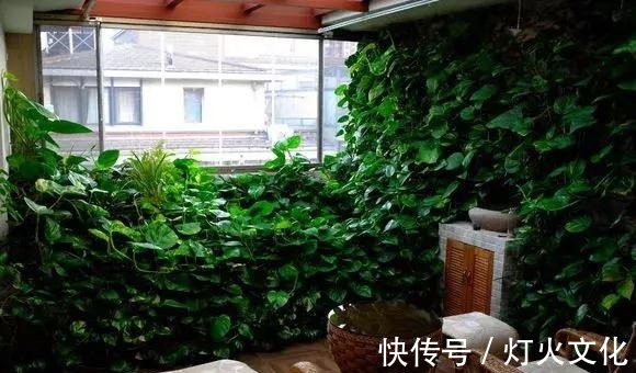 绿萝发黄养不好，一碰塑料瓶，根系蹭蹭长，叶子比巴掌还大！