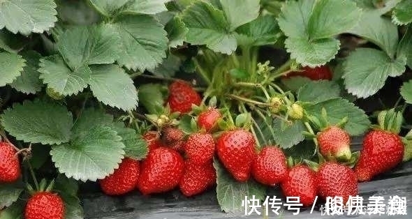 效果|用什么祛斑效果最好?这么用居然能祛斑!让你的脸从此白白净净!