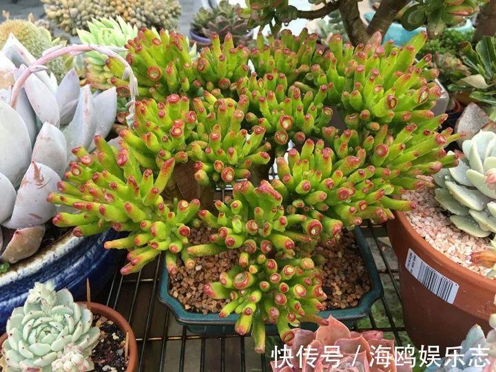 存钱筒|20年的“玉树”,叶子长成存钱筒,夏天猛晒红彤彤!