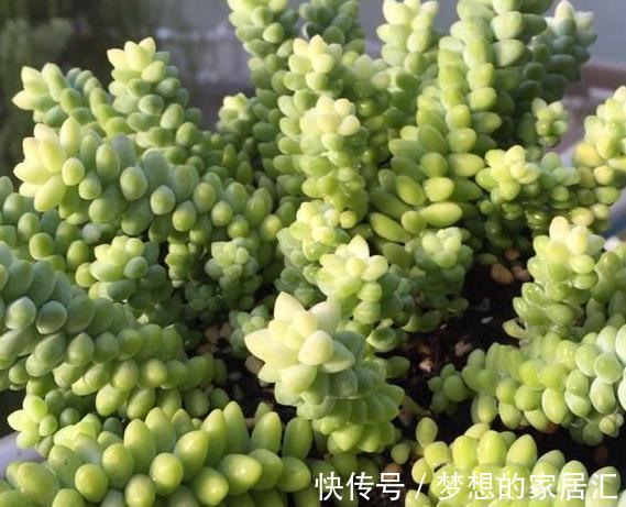 养多肉的重要三部曲，方能把多肉养的肥肥胖胖