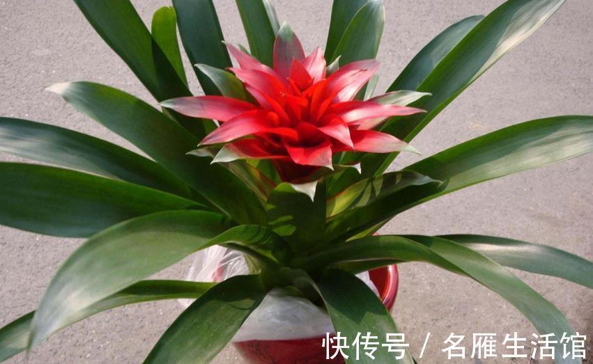 花土|养鸿运当头,多注意这3点,盆栽基本不会有大毛病