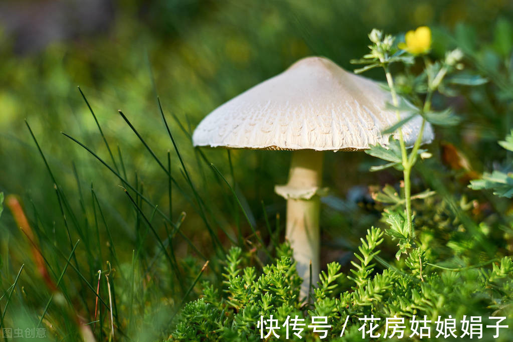 娟子|喜欢下雨天的 8种花,下雨扔外面,越淋雨生长越旺盛,开花越多