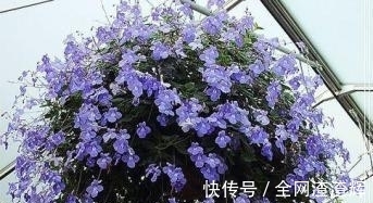 花盆里开出小海豚?养花做好这4点,一年四季都能赏花!