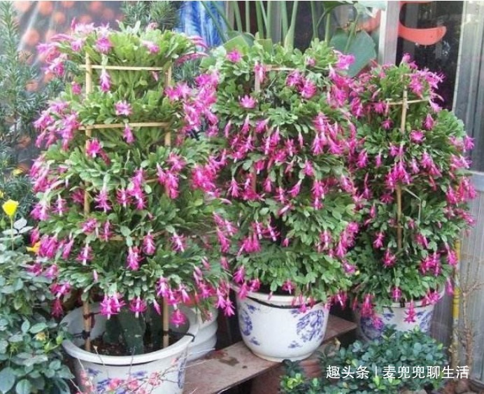 油和药就能把蟹爪兰养的健壮有活力，还能开花，花友们值得一看