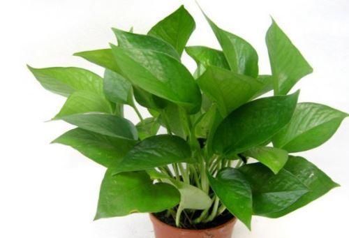 养花不死，全靠盆土，用这个土养花，能活几十年