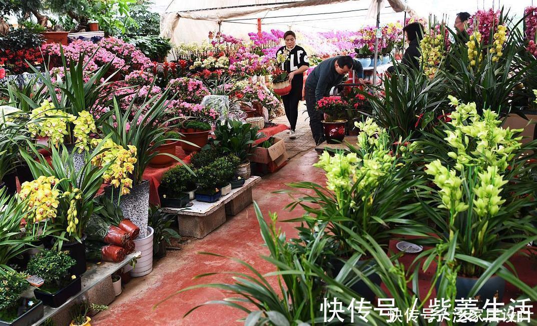 花盆|花市看到这样的“花”,再喜欢也不要买,养不久,白花钱