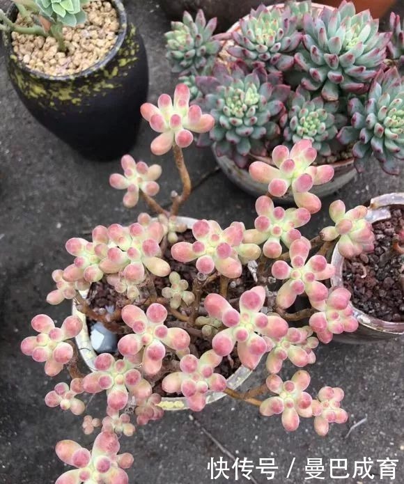 5种多肉“小老桩”,随便晒晒就上色,美的不可方物!