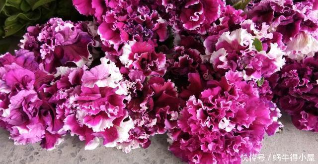 超简单的矮牵牛花暴盆方法,新手也能轻松暴盆