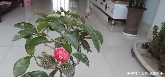 牙签扎个洞,插上仙人球,嫁接在“神木”上,变成“仙人球树”!