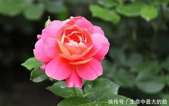 绿萝|厉害了!这12个养花技巧超级实用,新手花友别错过哦!