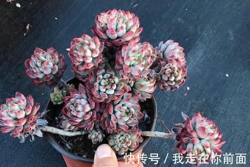 白雪公主|来自“童话里”的6款多肉,满满都是回忆,听名字就很想养上一盆