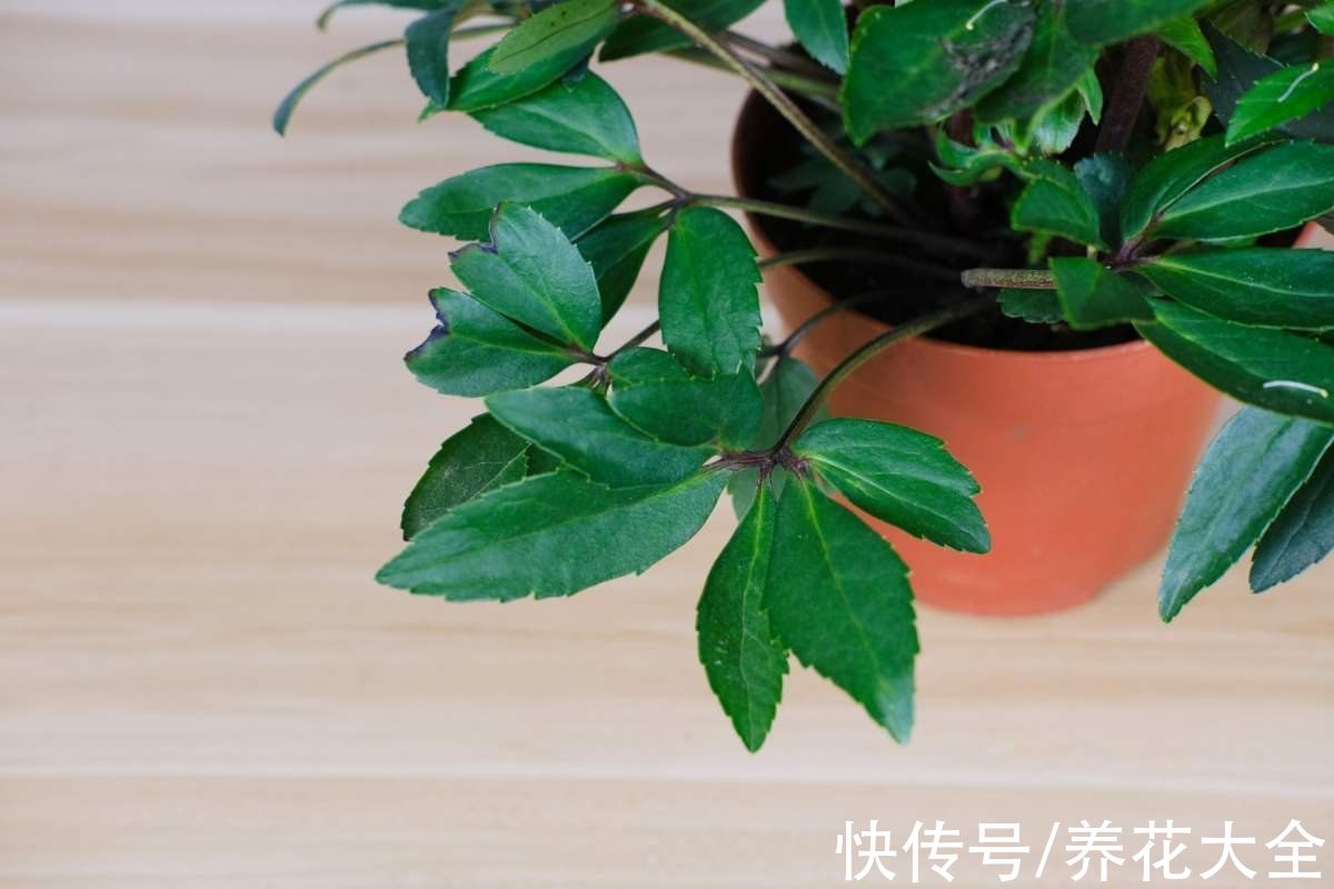 冬日里的玫瑰|1种花被称作“冬日里的玫瑰”，学名虽不好听，颜值超高很耐寒