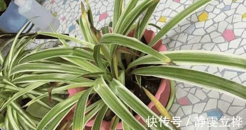 好好的吊兰，养着养着就“干尖”，恐怕是犯了4个错误，快避免