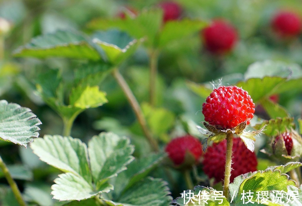 食道癌|农村长在厕所边的“野草莓”,小时候经常吃,现在价格昂贵
