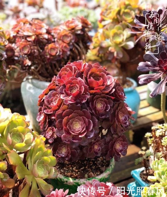 多肉法师欣赏在最美法师季,法师丛中一定住着小天使!