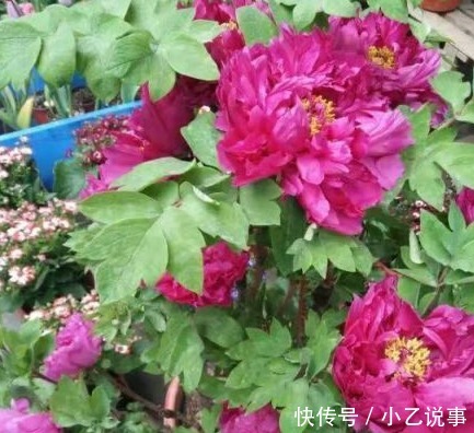 10种花,别着急往屋里搬,放外面冻20天,明年开花才旺