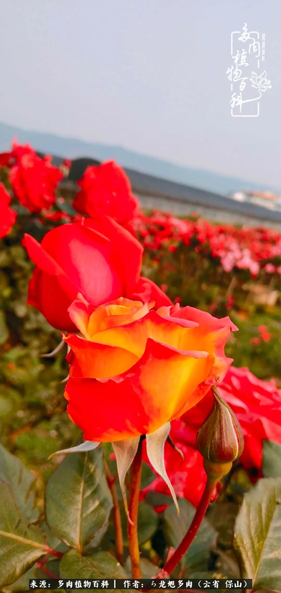 叶片|美了，美了！当秋天的风吹向你我的多肉！