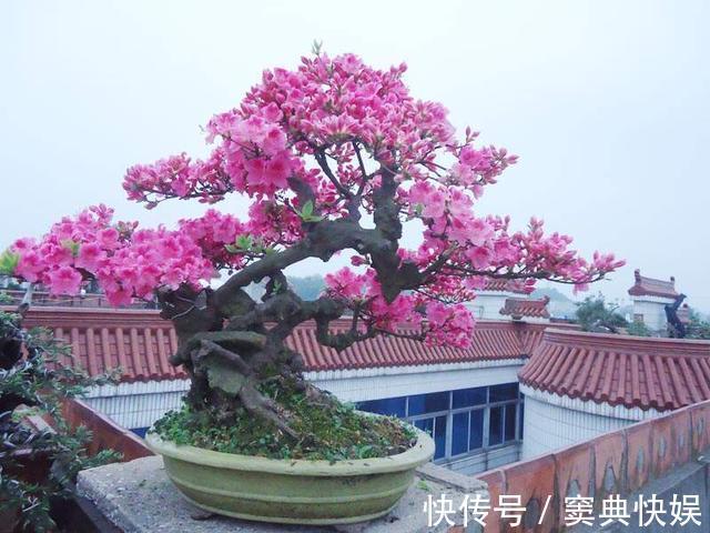 室外养杜鹃花,注意5个“细节”,枝繁叶茂,开花满枝,长成老桩