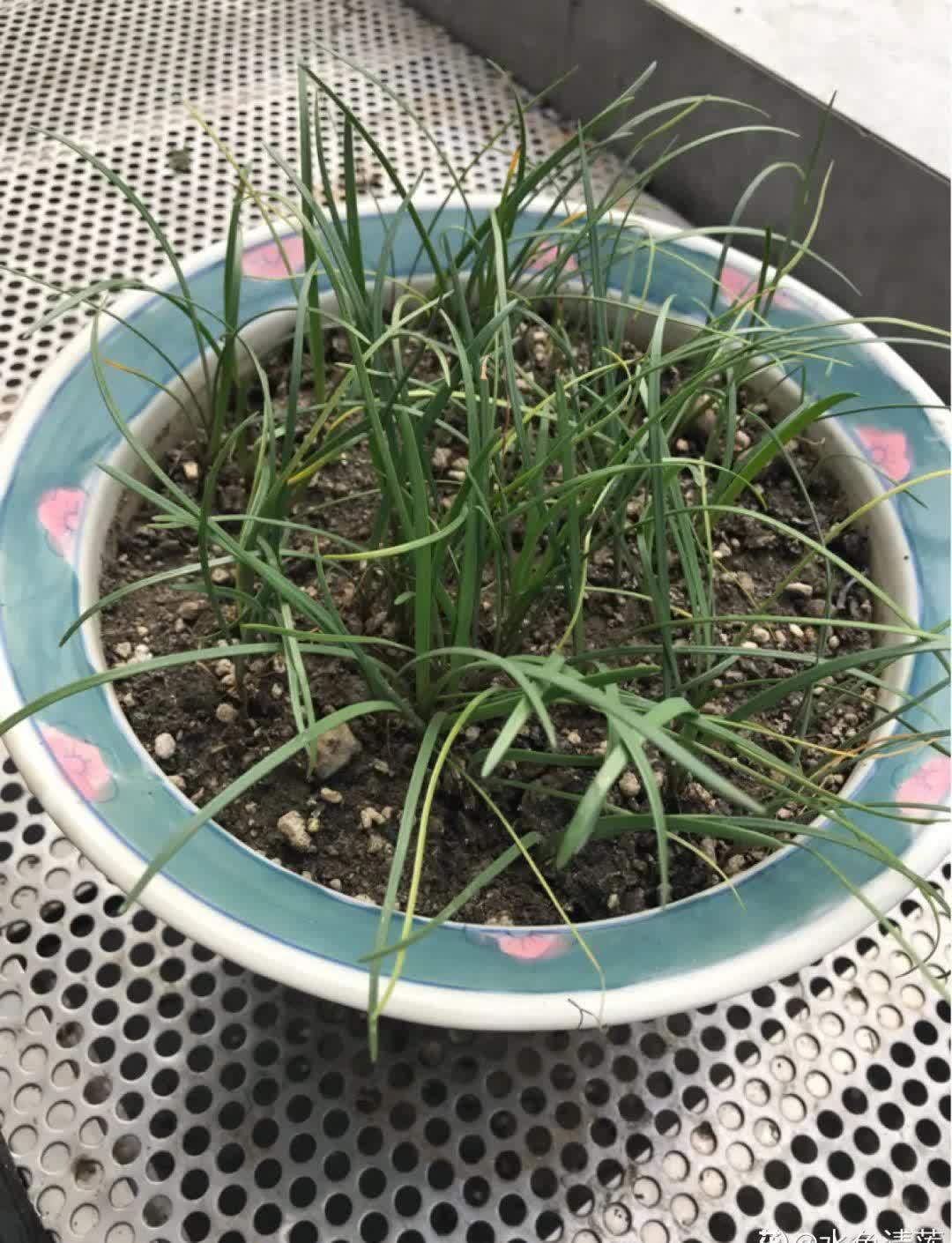 风雨兰太皮实，暴晒淋大雨，反而疯狂开花