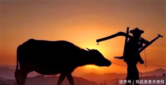 时期|换个套路保护牛:谈报应,讲道理,古代禁止杀牛有妙招