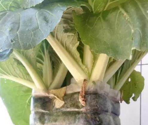 家里有“瓶子”别扔,拿来种“蔬菜”,放阳台养护,春天就能吃