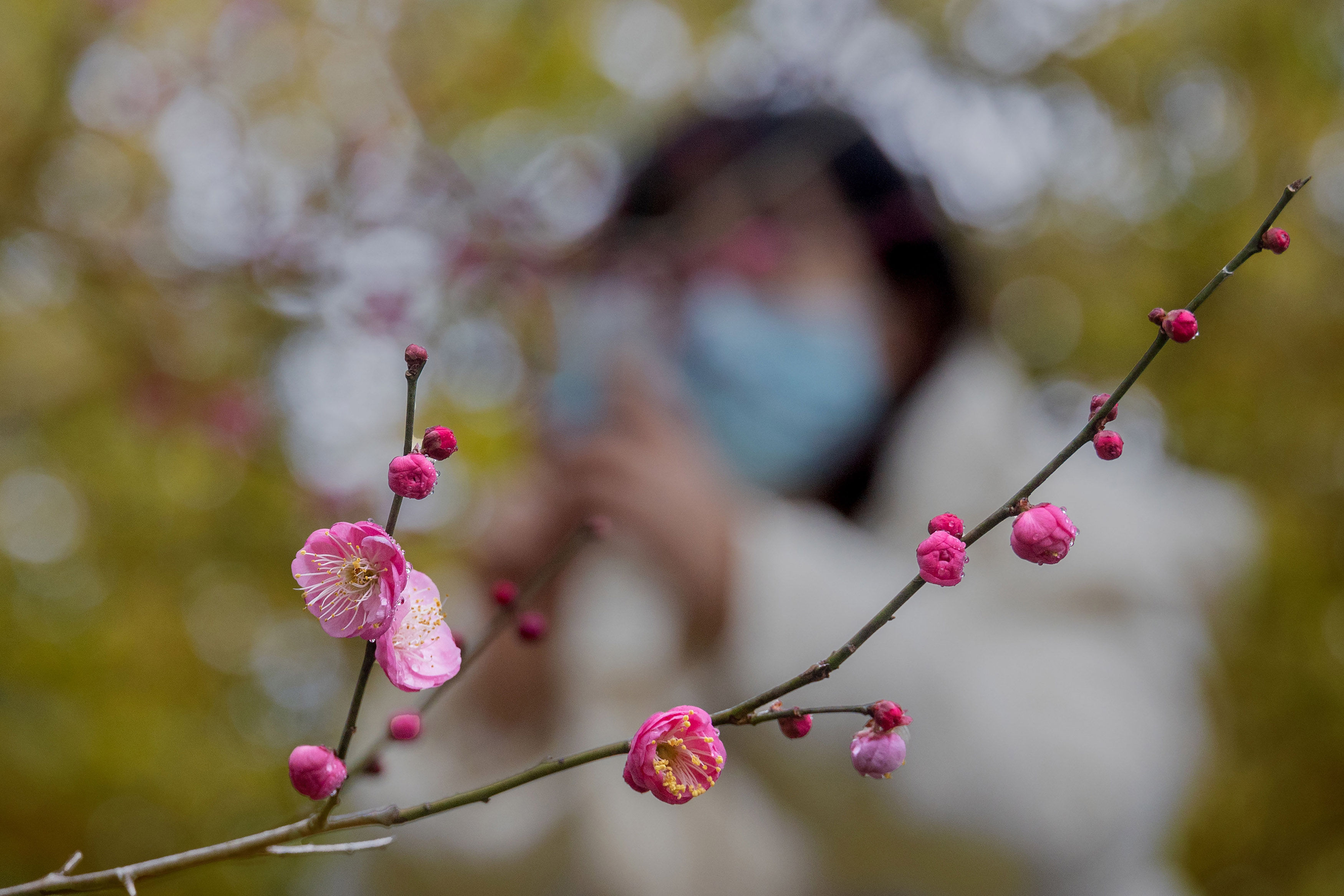 |景宁：鹤溪河畔红梅艳|组图| 鹤溪