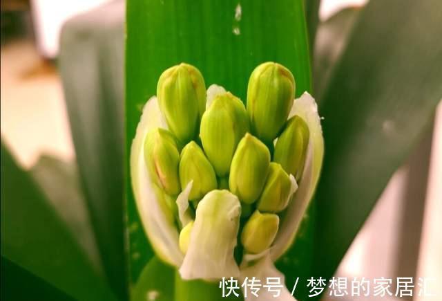 君子兰这样养，不黄叶不烂根，叶绿花艳，开花多