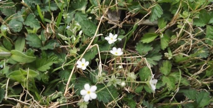 小草|这种小草到处可见,却能治咽喉炎、口腔炎、咽喉痛,被称为喉咙草