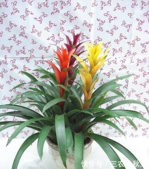 有机肥|鸿运当头只有这么养, 花才能长的鲜艳, 叶片长的宽