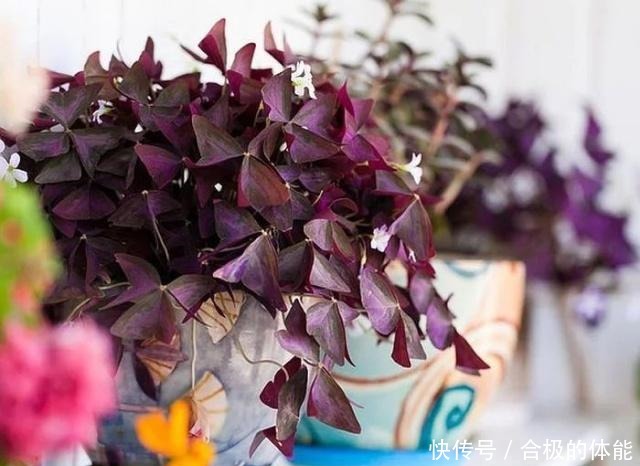 13种最佳的室内盆栽花卉,给一点点光照就可以开花了!