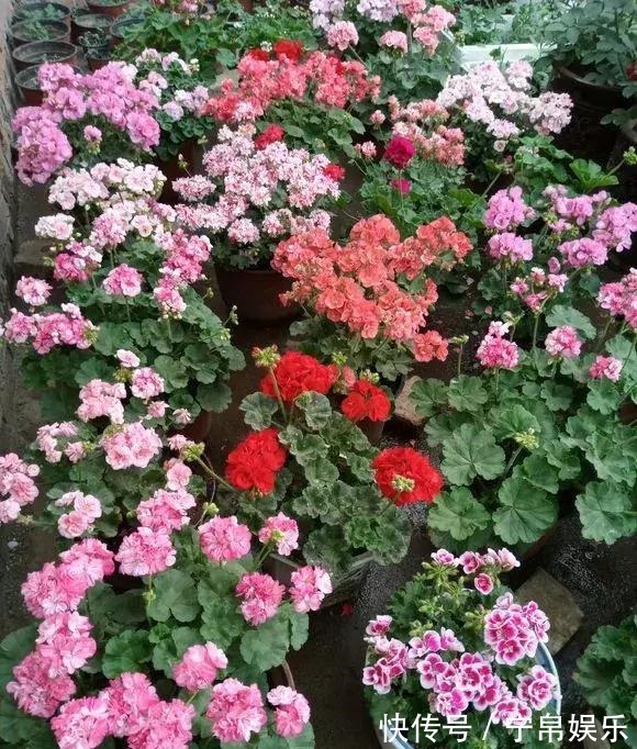 德利|1种花“人人爱”,耐旱好养,新手也能花开成球,一开300天!